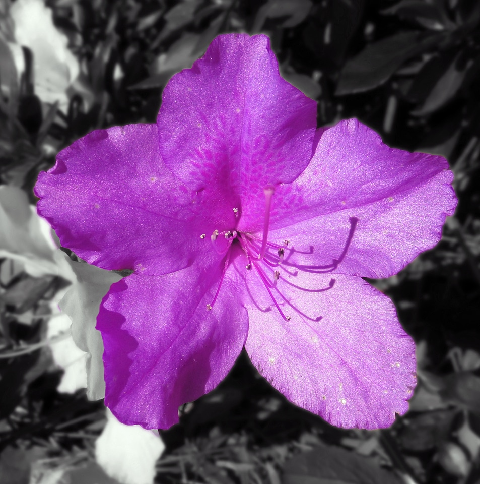 Wet plant flora