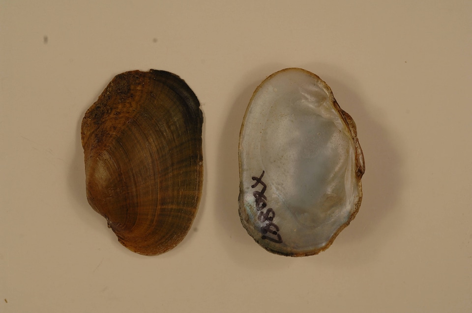 Epioblasma capsaeformis-3