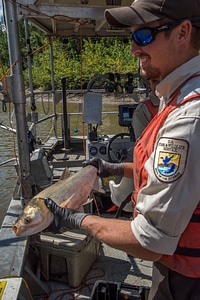 U.S. Fish and Wildlife Service worker holds invasive Silver carp-2