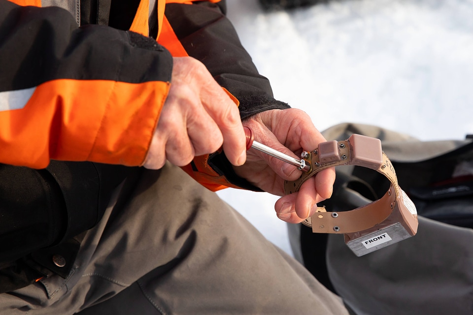 Preparing a small GPS satellite collar for the sedated lynx
