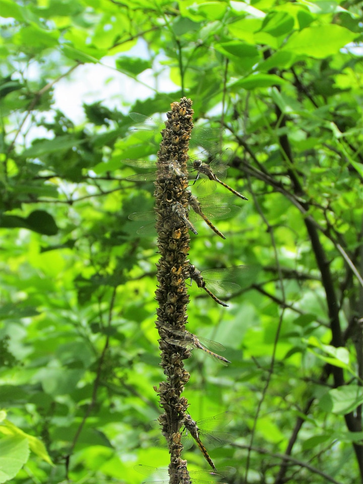 Dragonflies gather on mullein