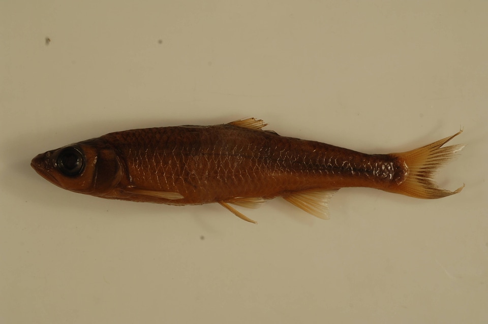 Luxilus coccogenis-3