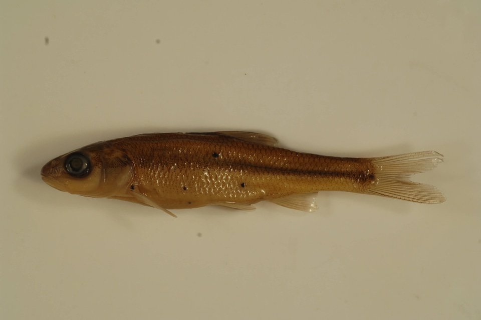 Semotilus atromaculatus-2