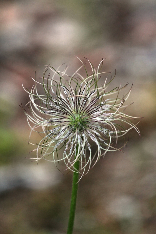 Prairie smoke wildlflower 