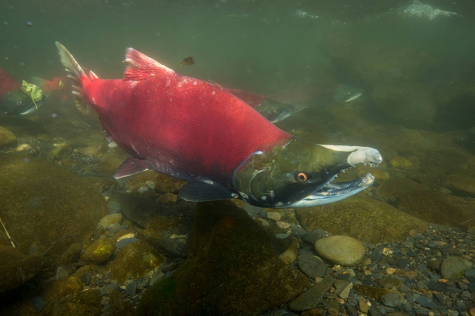  Sockeye Salmon-1