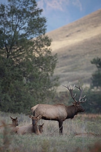 Bull Elk stands with herd photo