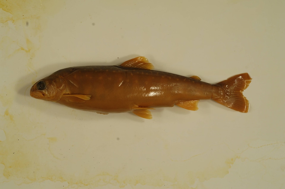 Salvelinus alpinus-1