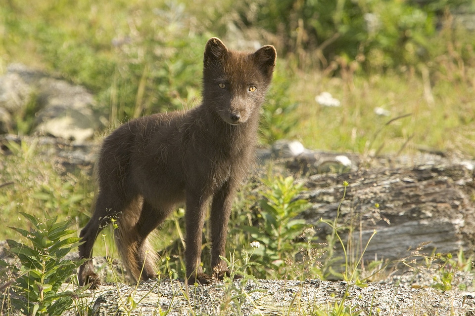 Sanak South fox , Arctic Fox