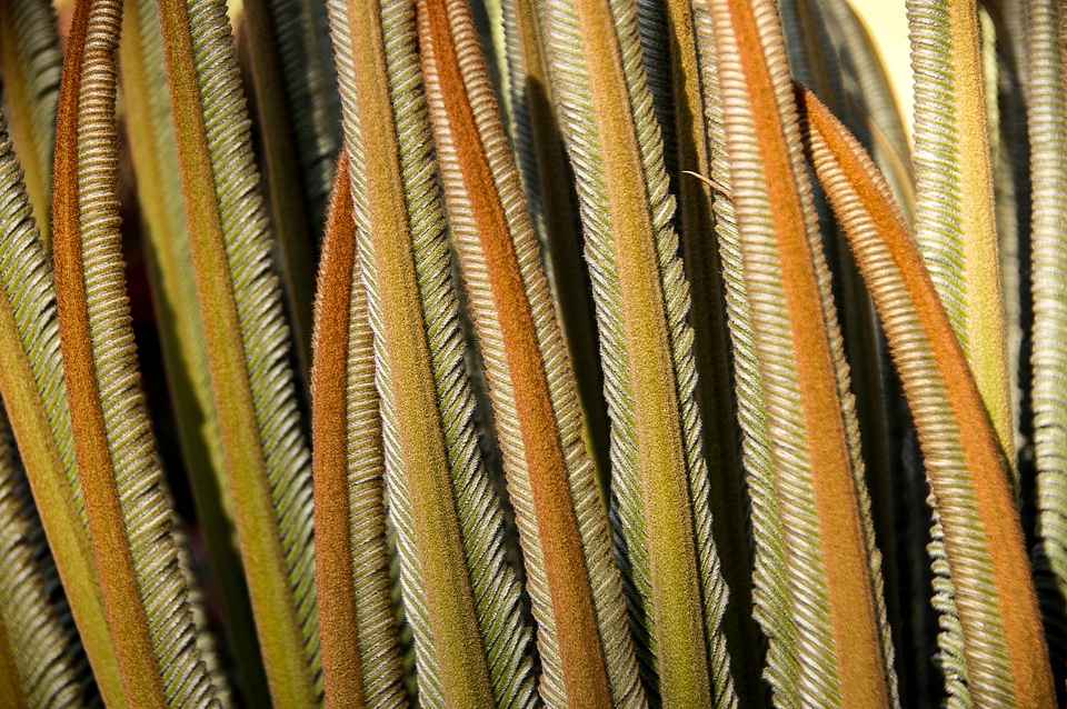 Growth native green