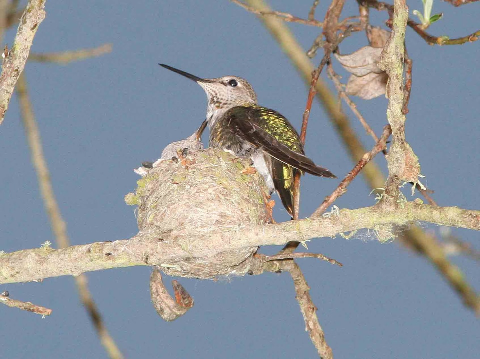 Anna's Hummingbird and young at nest