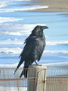 Common Raven-1 photo