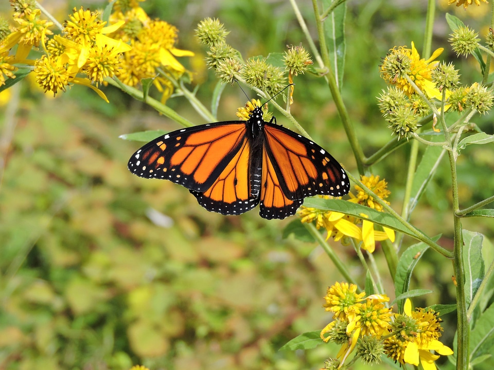 Close-up Monarch butterfly-2