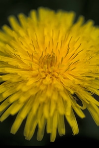 Dandelion-4 photo