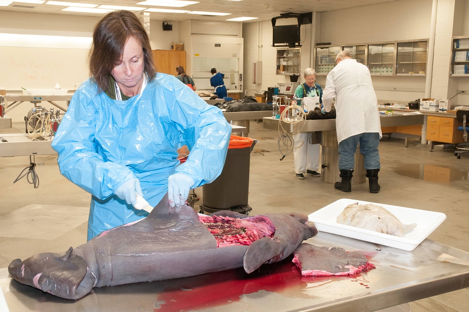 Marine Mammal Stranding Course at NCTC-2