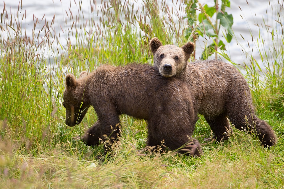 Kodiak brown bear cubs-1