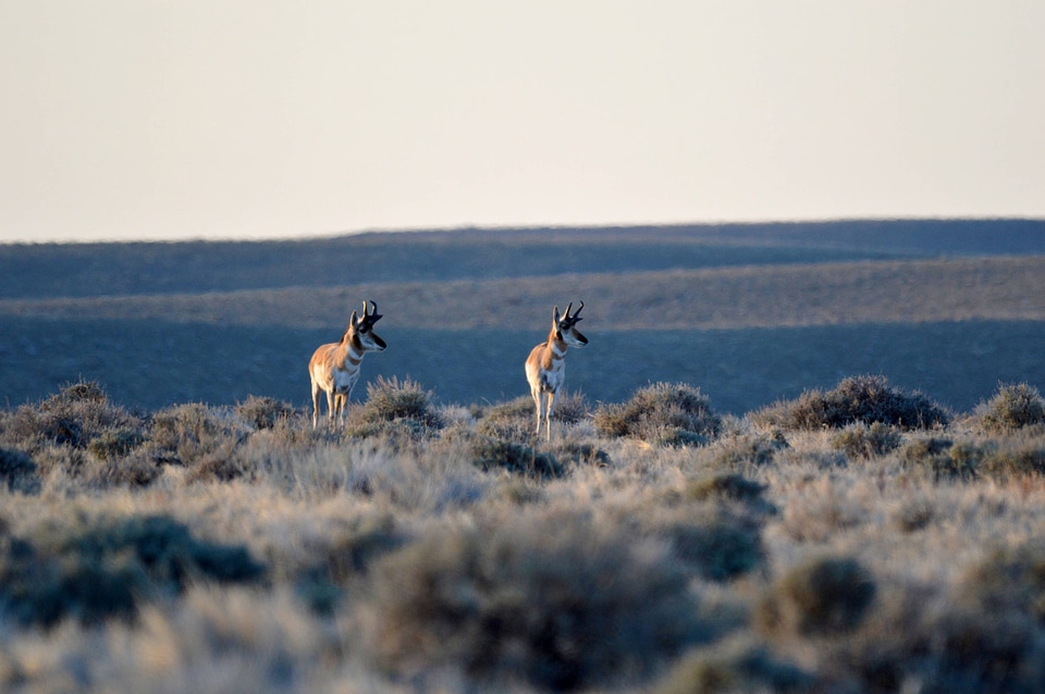 Pair of pronghorn take notice of something on the Wind River Reservation