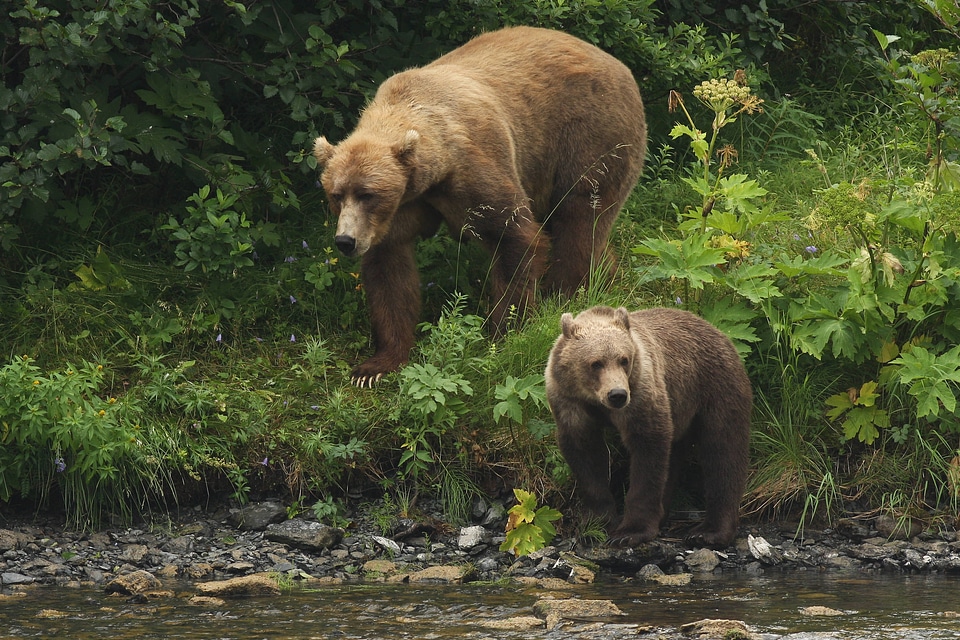 Kodiak brown bear sow and cub look along the river