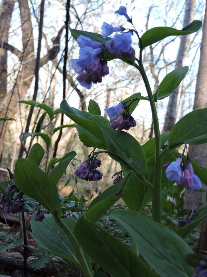 Virginia bluebells