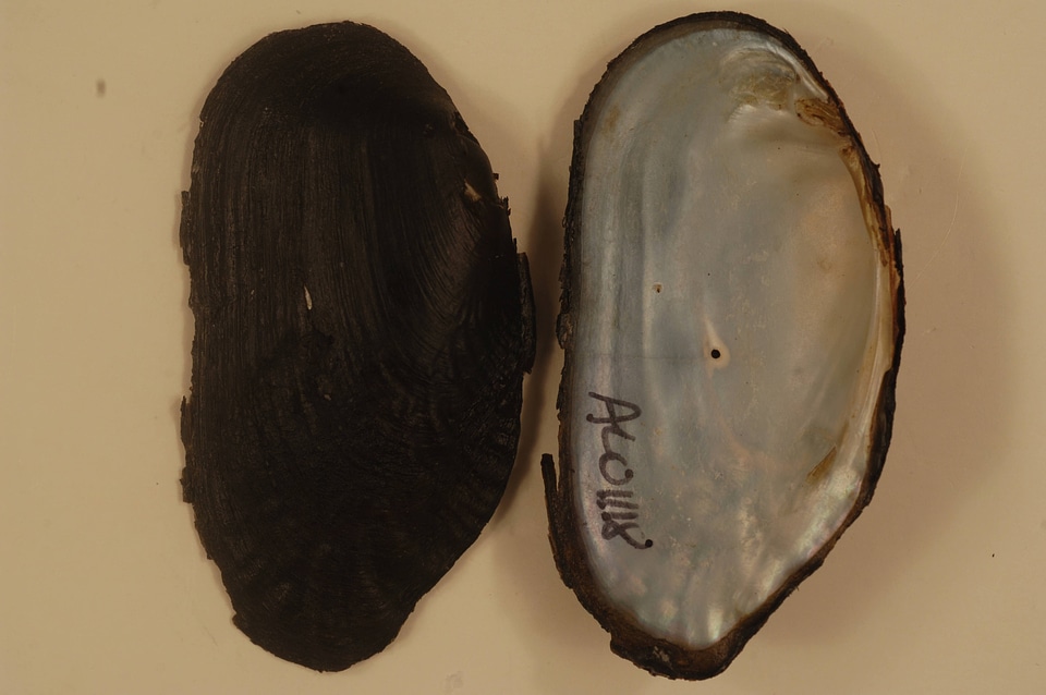 Margaritifera marrianae-1