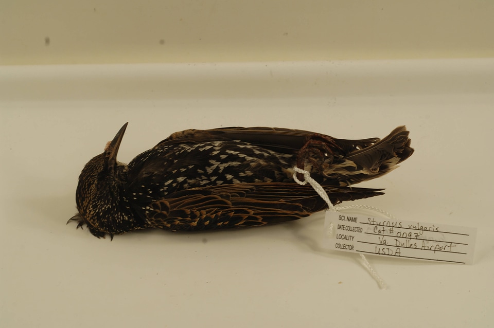 Sturnus vulgaris-1