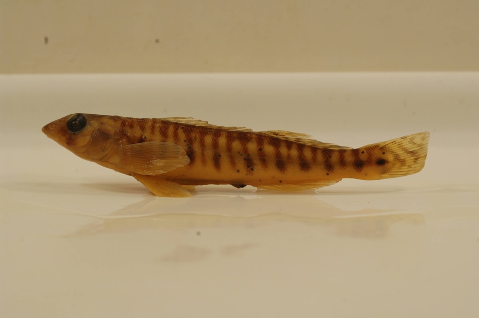 Percina caprodes-1