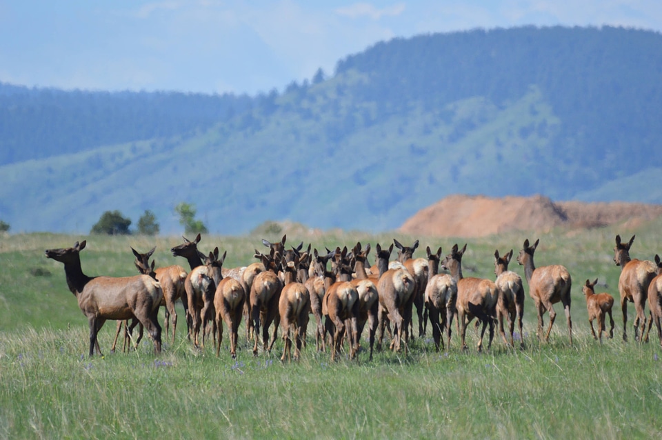 Elk herd at National Trails Day opening ceremony-1