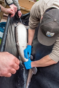 USFWS Fisheries crew-2