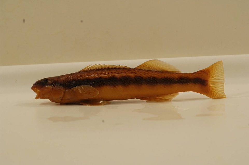Percina aurantiaca-2