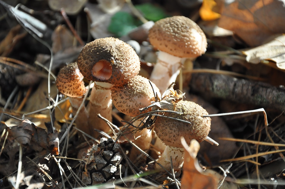 Litter autumn brown
