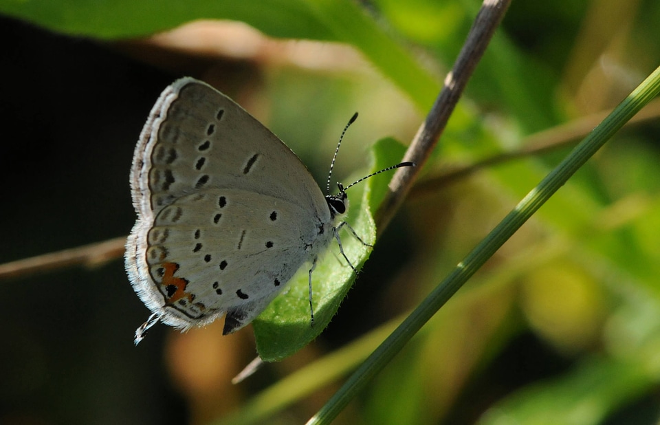 Eastern Tailed-Blue butterfly 2