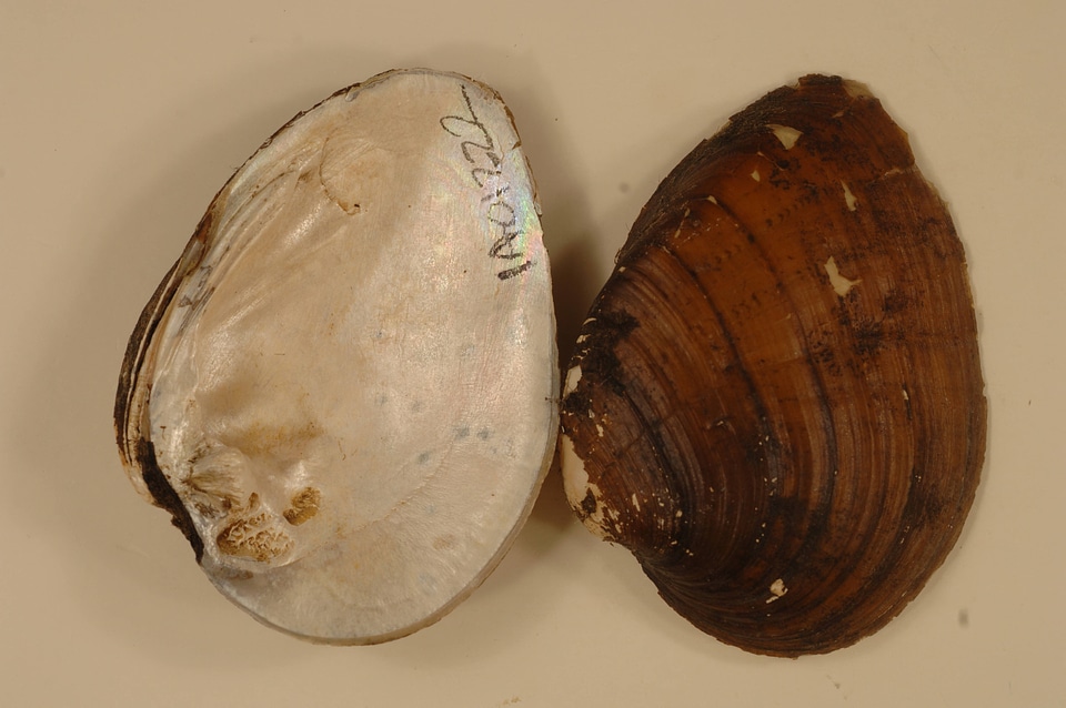 Ellipsaria lineolata-1