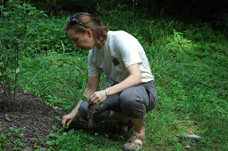 SC3 volunteer weeding