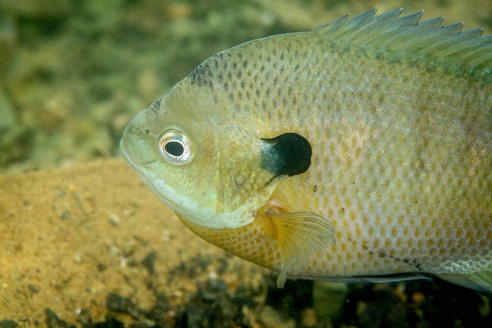 Bluegill on nest-3