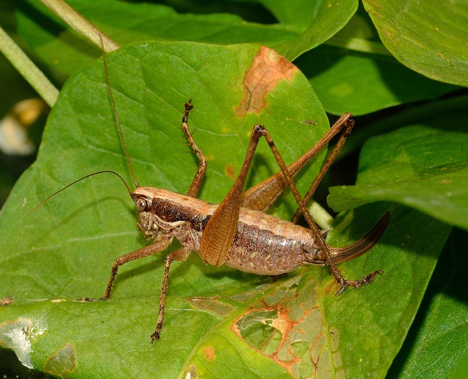 Grasshopper orthoptera insects