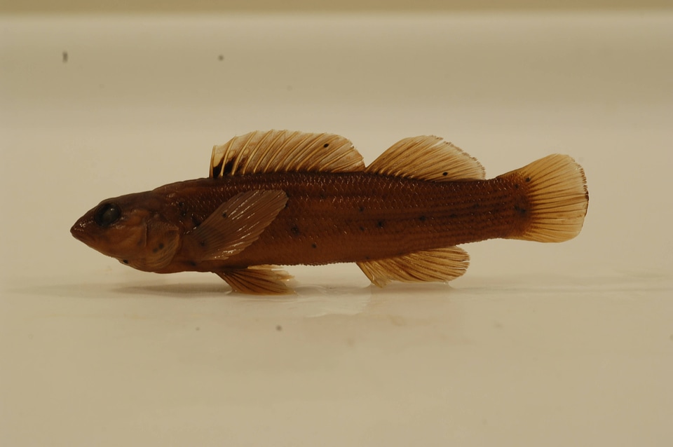 Etheostoma vulneratum