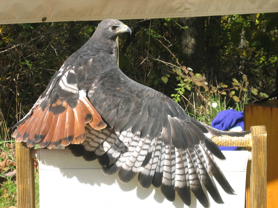 Hawk with stretched wings 