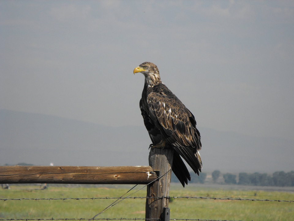 Juvenile Bald eagle sitting on a fence post