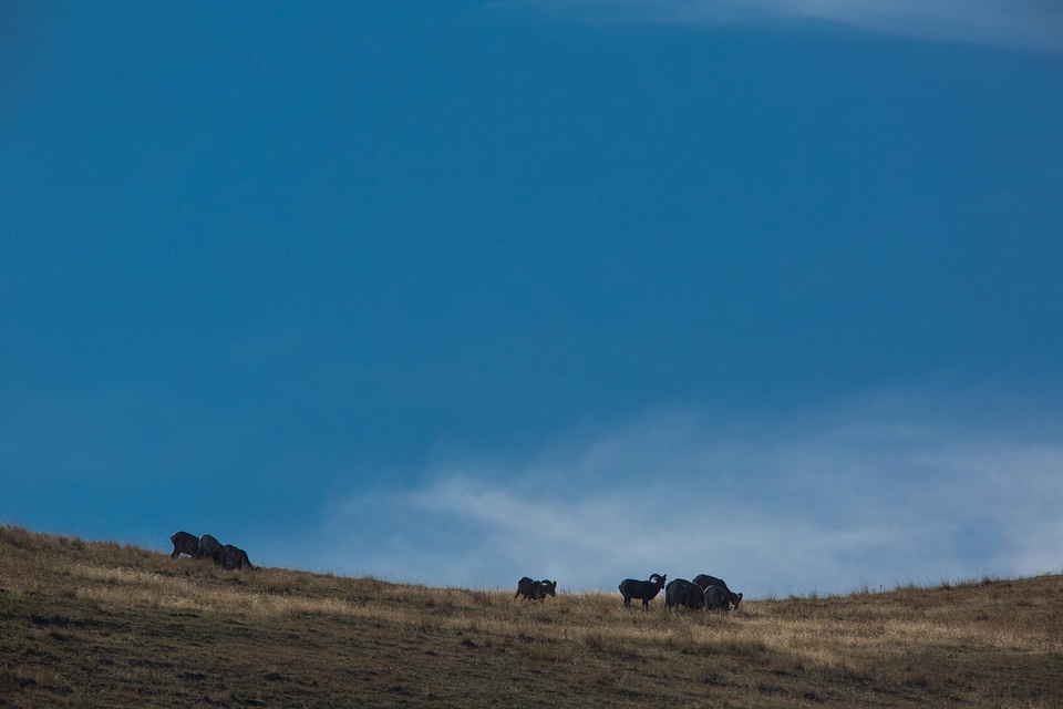 Bighorn sheep in distance-2