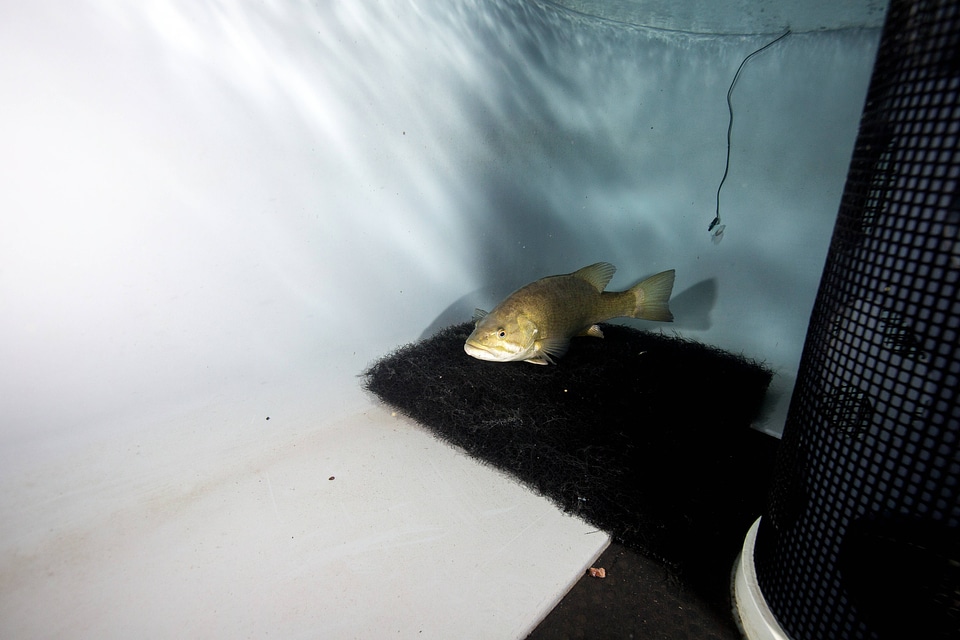 Smallmouth bass propagation-1