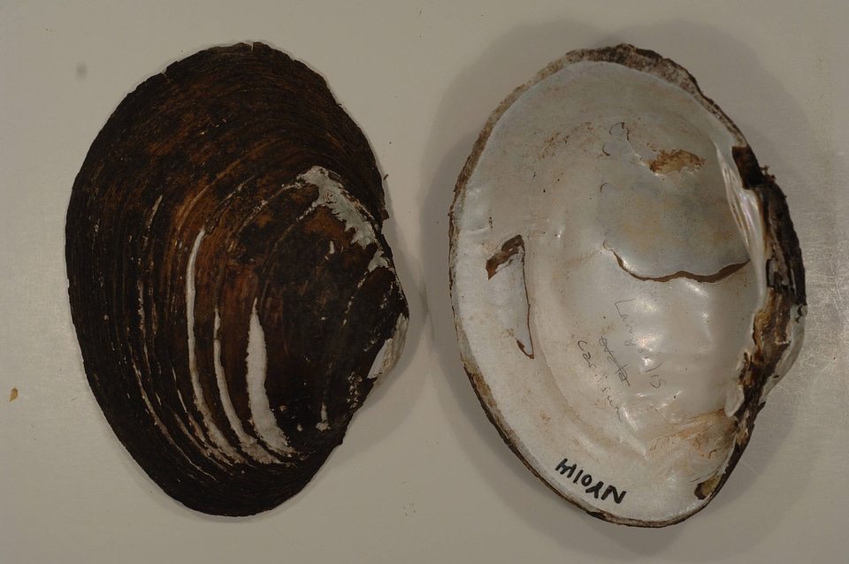 Lampsilis cardium-1