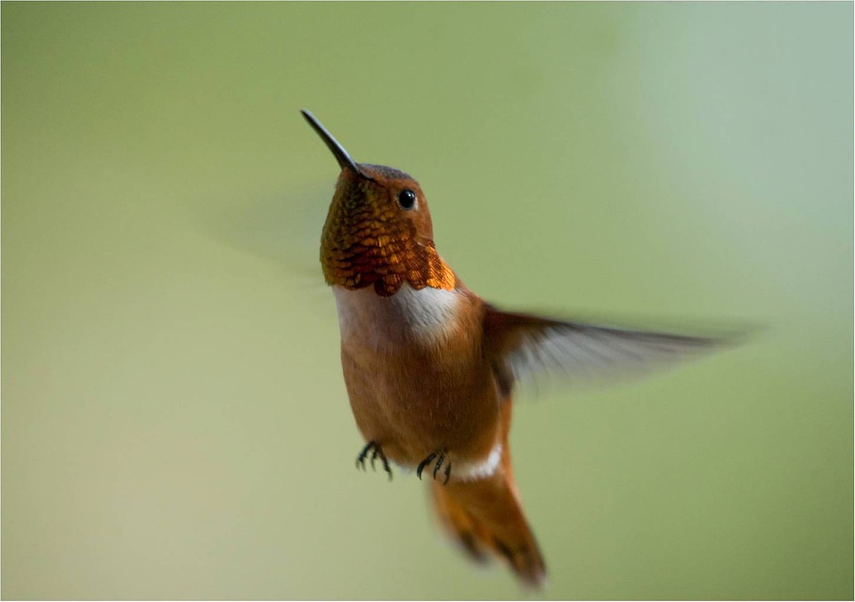 Rufous hummingbird male
