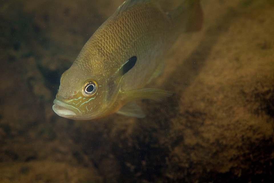  Redbreast sunfish-2