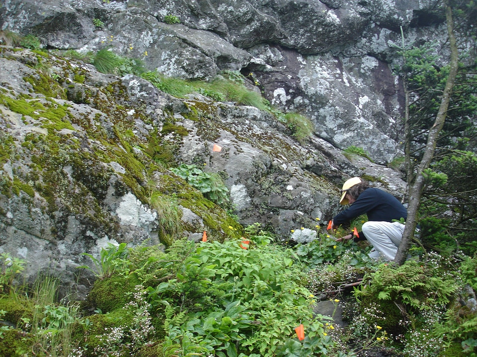 Fish and Wildlife Service employee Carolyn Wells tagging spreading avens