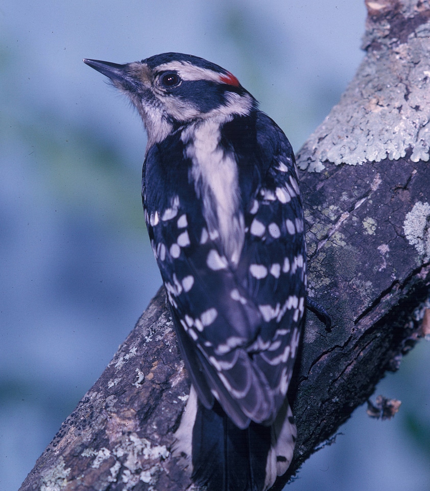 Downy woodpecker-3