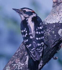 Downy woodpecker-3 photo