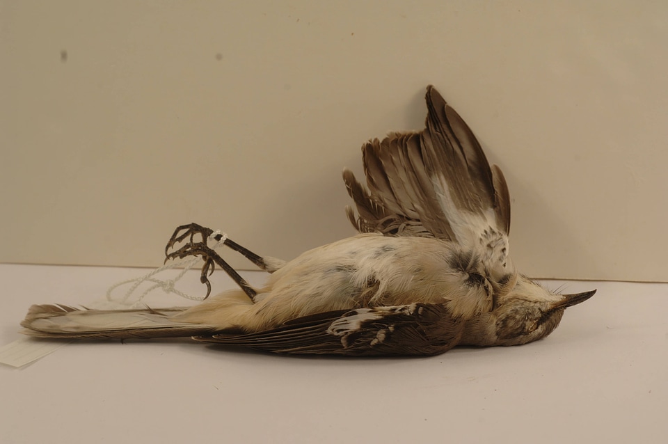 Mimus polyglottos-1