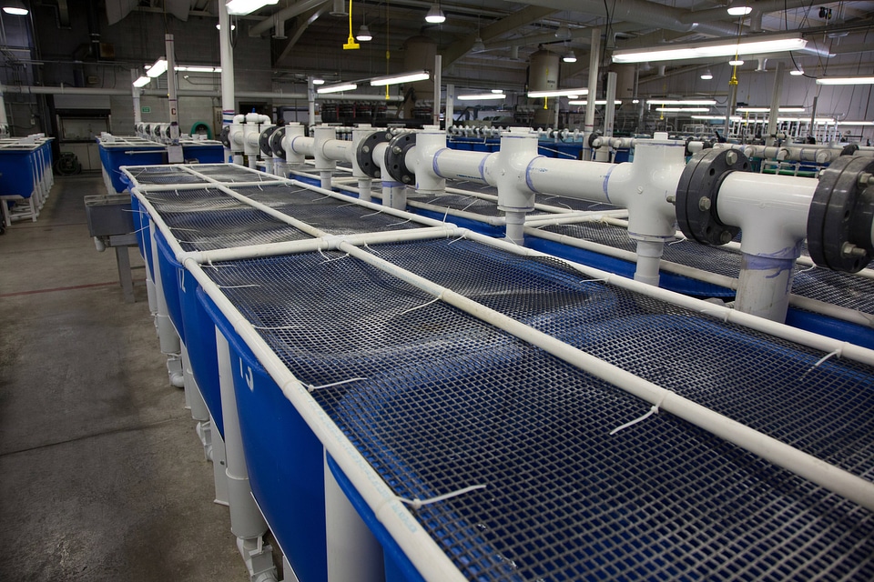Fish hatchery tanks and automatic feeder