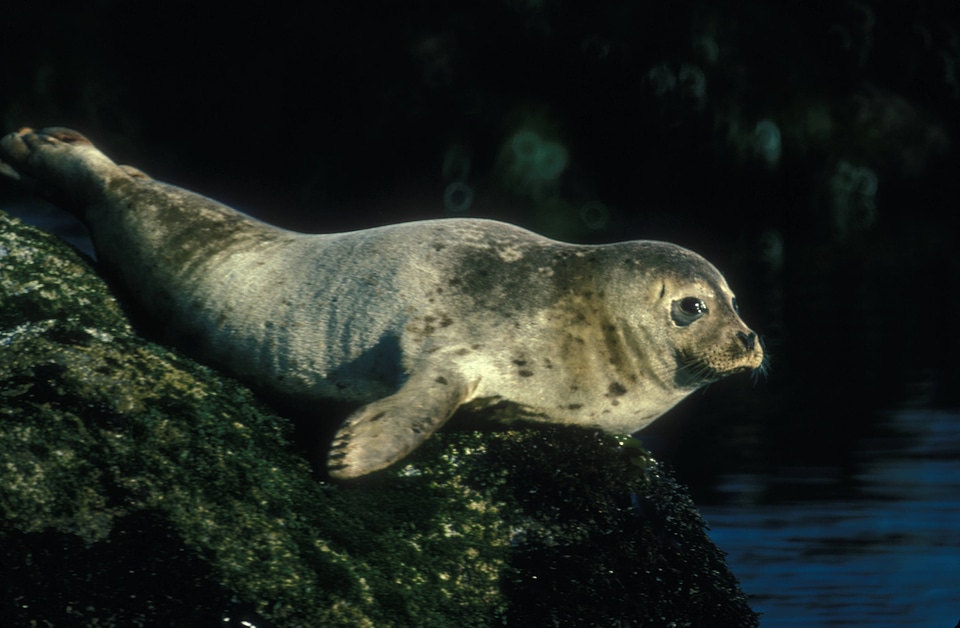 Harbor seal resting on a rock