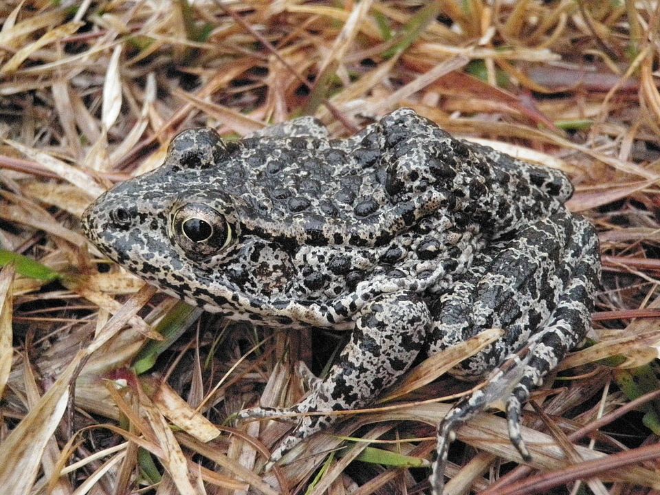 Mississippi Gopher frog