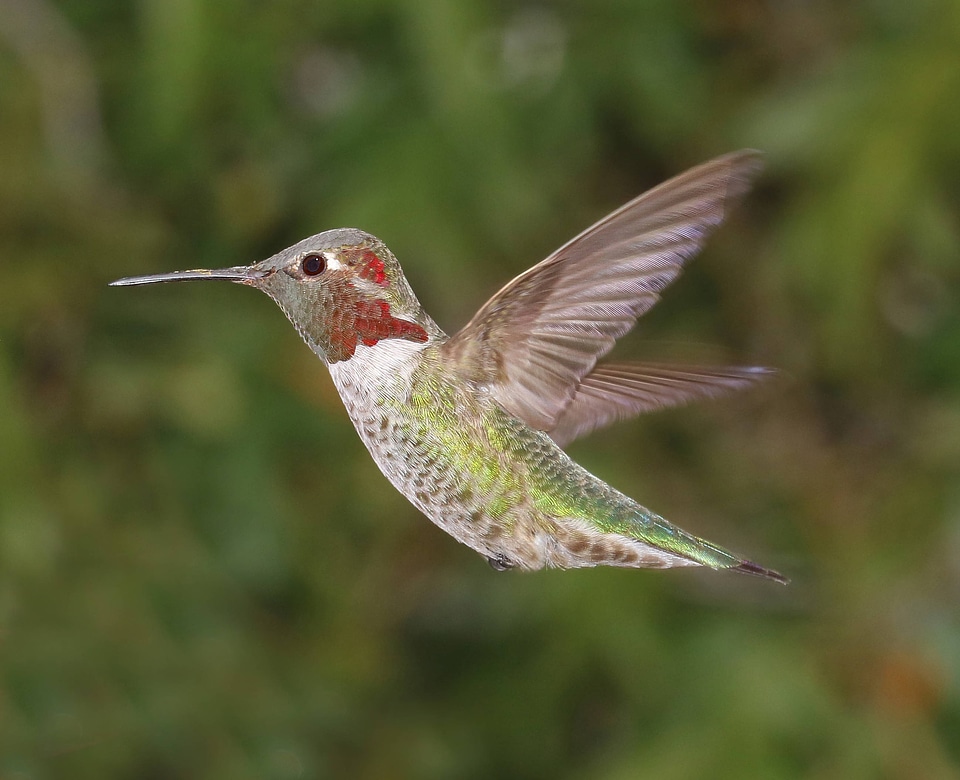Anna's Hummingbird-1